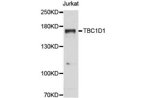 Western blot analysis of extracts of Jurkat cells, using TBC1D1 antibody (ABIN5996360) at 1:3000 dilution. (TBC1D1 antibody)