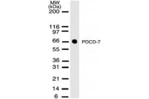 Western Blotting (WB) image for anti-Programmed Cell Death 7 (PDCD7) antibody (ABIN207864)