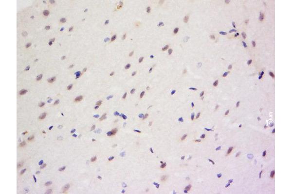 CCDC82 antibody  (AA 301-400)