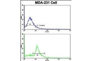 Flow cytometric analysis of MDA-231 cells using CASP9 Antibody (bottom histogram) compared to a negative control cell (top histogram). (Caspase 9 antibody  (Ser196))