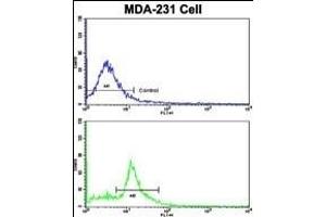 Flow cytometric analysis of MDA-231 cells using CASP9 Antibody (bottom histogram) compared to a negative control cell (top histogram).