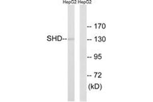 Western blot analysis of extracts from HepG2 cells, using SHD Antibody. (SHD antibody  (AA 141-190))