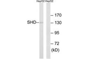 Western blot analysis of extracts from HepG2 cells, using SHD Antibody. (SHD antibody  (AA 141-190))