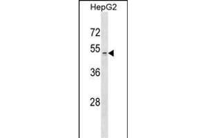 ZDHHC1 Antibody (N-term) (ABIN654273 and ABIN2844082) western blot analysis in HepG2 cell line lysates (35 μg/lane). (ZDHHC1 antibody  (N-Term))