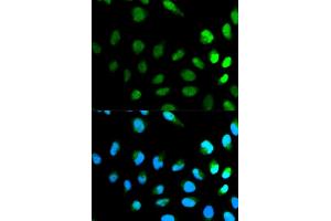 Immunofluorescence analysis of HeLa cell using NEDD8 antibody. (NEDD8 antibody  (AA 1-81))