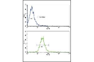 Flow cytometric analysis of NCI- cells using NRG1 Antibody (Center) (bottom histogram) compared to a negative control (top histogram). (Neuregulin 1 antibody  (AA 198-229))