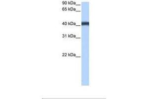 Image no. 1 for anti-Major Facilitator Superfamily Domain Containing 3 (MFSD3) (AA 321-370) antibody (ABIN6739342) (MFSD3 antibody  (AA 321-370))