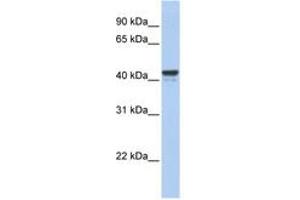 Image no. 1 for anti-Forkhead Box J1 (FOXJ1) (AA 324-373) antibody (ABIN6742592) (FOXJ1 antibody  (AA 324-373))