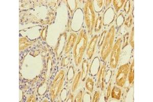 Immunohistochemistry of paraffin-embedded human kidney tissue using ABIN7170695 at dilution of 1:100 (Stanniocalcin 2 antibody  (AA 25-302))