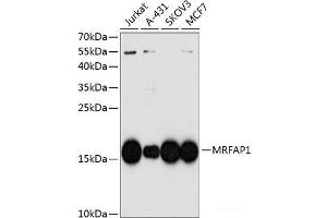 Western blot analysis of extracts of various cell lines using MRFAP1 Polyclonal Antibody at dilution of 1:1000. (MRFAP1 antibody)