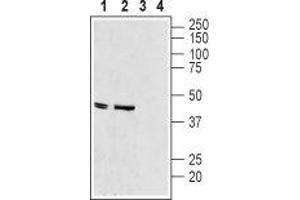 Western blot analysis of rat heart membranes (lanes 1 and 3) and mouse heart lysate (lanes 2 and 4): - 1-2. (KCNJ11 antibody  (C-Term, Intracellular))