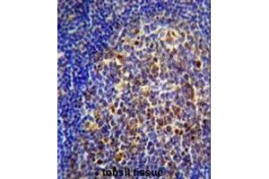 CHRNA10 Antibody (Center) immunohistochemistry analysis in formalin fixed and paraffin embedded human tonsil tissue followed by peroxidase conjugation of the secondary antibody and DAB staining. (CHRNA10 antibody  (Middle Region))