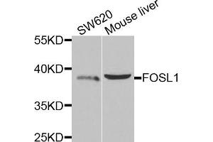 Western blot analysis of extracts of various cell lines, using FOSL1 antibody (ABIN5973108) at 1/1000 dilution. (FOSL1 antibody)