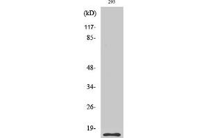 Western Blotting (WB) image for anti-Caspase 5 p10 (Cleaved-Ser331) antibody (ABIN5955945) (Caspase 5 p10 antibody  (Cleaved-Ser331))