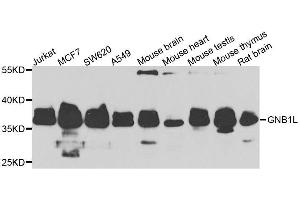 Western blot analysis of extracts of various cell lines, using GNB1L antibody. (GNB1L antibody  (AA 1-327))