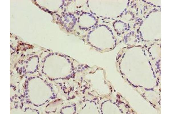 GPR172B antibody  (AA 212-279)