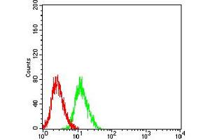 Flow cytometric analysis of SH-SY5Y cells using GRIN3B mouse mAb (green) and negative control (red). (GRIN3B antibody  (AA 135-276))