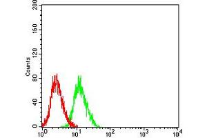 Flow cytometric analysis of SH-SY5Y cells using GRIN3B mouse mAb (green) and negative control (red).
