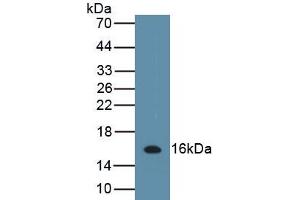 Detection of Recombinant IL13, Porcine using Polyclonal Antibody to Interleukin 13 (IL13) (IL-13 antibody  (AA 25-131))