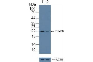 Western Blotting (WB) image for anti-Proteasome (Prosome, Macropain) Subunit, beta Type, 6 (PSMB6) (AA 2-239) antibody (ABIN7436234)
