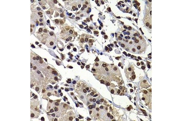 DNAJB6 antibody  (AA 177-326)