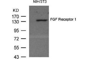 Image no. 1 for anti-Fibroblast Growth Factor Receptor 1 (FGFR1) (AA 152-156) antibody (ABIN319331)