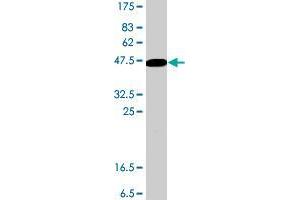 DNAJC12 antibody  (AA 1-198)