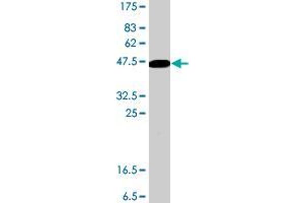 DNAJC12 antibody  (AA 1-198)