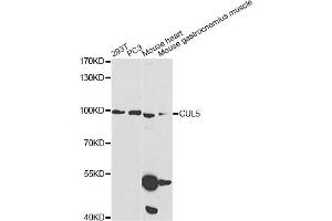 Western blot analysis of extracts of various cell lines, using CUL5 Antibody (ABIN1876557) at 1:1000 dilution. (Cullin 5 antibody)