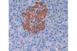 Figure. (SYCN antibody  (AA 38-134))