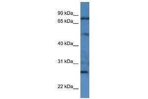 GOLGA1 antibody used at 0. (GOLGA1 antibody  (N-Term))