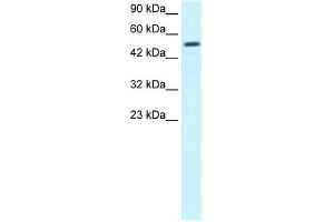 WB Suggested Anti-ESRRG Antibody Titration:  0. (ESRRG antibody  (Middle Region))