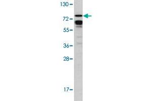 Western blot analysis of MCF-7 cell lysate (35 ug/lane) with BRAF polyclonal antibody . (BRAF antibody  (Ser601))
