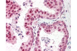 Anti-TSHZ3 antibody IHC staining of human prostate. (TSHZ3 antibody  (N-Term))