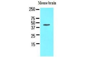 The extracts of mouse brain (50 ug) were resolved by SDS-PAGE, transferred to nitrocellulose membrane and probed with anti-human Homer1 (1:1000). (HOMER1 antibody  (AA 1-354))