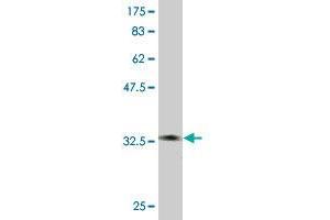 DOCK4 antibody  (AA 1867-1966)