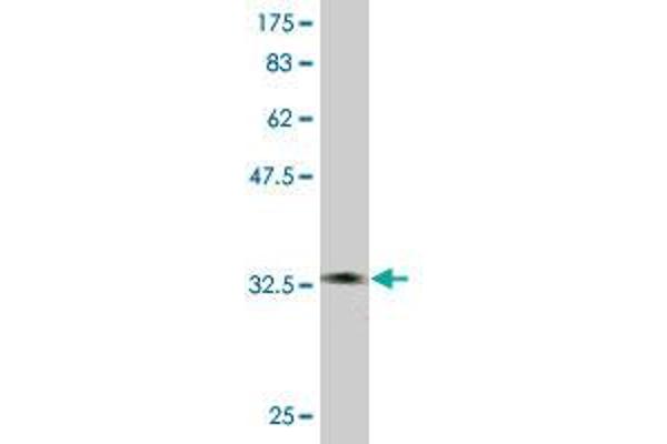 DOCK4 antibody  (AA 1867-1966)