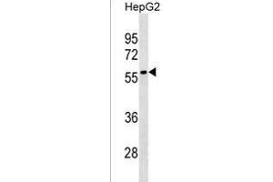 LRRC69 Antibody (Center) (ABIN1538048 and ABIN2838168) western blot analysis in HepG2 cell line lysates (35 μg/lane). (LRRC69 antibody  (AA 200-227))