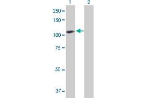 Western Blot analysis of ACAP2 expression in transfected 293T cell line by ACAP2 MaxPab polyclonal antibody. (Centaurin beta 2 antibody  (AA 1-778))