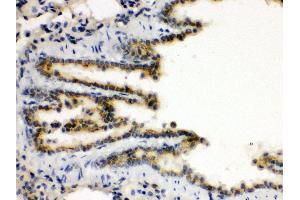 Anti- XBP Picoband antibody, IHC(P) IHC(P): Rat Lung Tissue (XBP1 antibody  (N-Term))