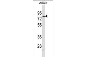 FRMD3 Antibody (Center) (ABIN1538187 and ABIN2850005) western blot analysis in A549 cell line lysates (35 μg/lane). (FRMD3 antibody  (AA 250-279))