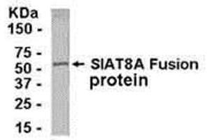 Western Blotting (WB) image for anti-ST8 alpha-N-Acetyl-Neuraminide alpha-2,8-Sialyltransferase 1 (ST8SIA1) (AA 4-18) antibody (ABIN2468180) (ST8SIA1 antibody  (AA 4-18))