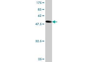 Western Blot detection against Immunogen (57. (APP antibody  (AA 19-305))