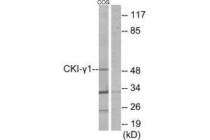 Western Blotting (WB) image for anti-Casein Kinase 1, gamma 1 (CSNK1G1) (N-Term) antibody (ABIN1849995) (CSNK1G1 antibody  (N-Term))