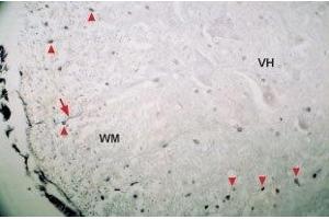 Expression of Neurotrophin 4 in mouse spinal cord - Immunohistochemical staining of mouse spinal cord using Anti-Neurotrophin 4 (NT-4) Antibody (ABIN7043393 and ABIN7044750). (Neurotrophin 4 antibody  (Intracellular))