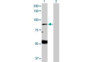 Western Blot analysis of EIF2AK1 expression in transfected 293T cell line by EIF2AK1 MaxPab polyclonal antibody. (EIF2AK1 antibody  (AA 1-630))