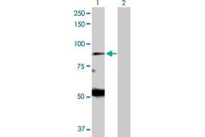 Western Blot analysis of EIF2AK1 expression in transfected 293T cell line by EIF2AK1 MaxPab polyclonal antibody.