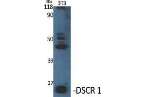 Western Blot (WB) analysis of specific cells using DSCR 1 Polyclonal Antibody. (RCAN1 antibody  (C-Term))