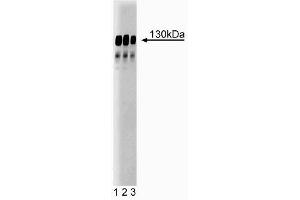 Western blot analysis of GRIP on a rat cerebrum lysate. (GRIP1 antibody  (AA 877-1067))