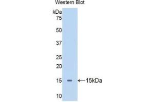 Western blot analysis of the recombinant protein. (Apelin antibody  (AA 19-77))